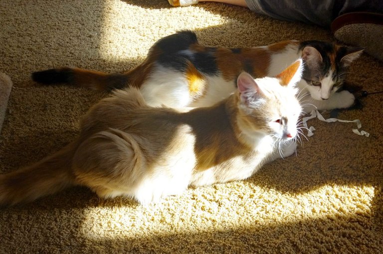 CC0724-Kittens.jpg
