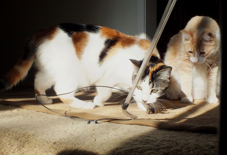 CC0721-Playtime.jpg