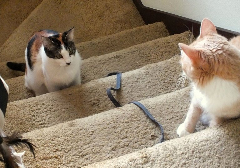 CC0715-StairwellPlay.jpg