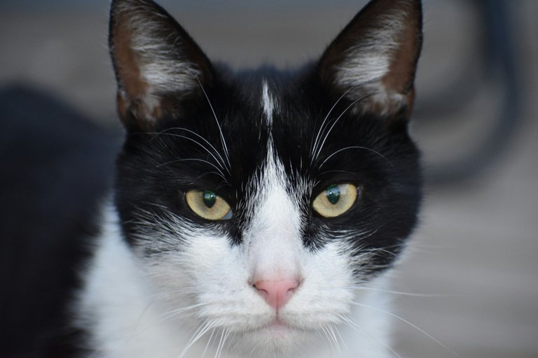 CC0702-TuxedoCat.jpg