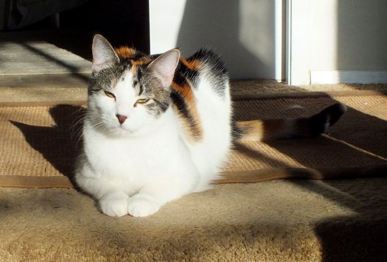 CC0726-Nala.jpg