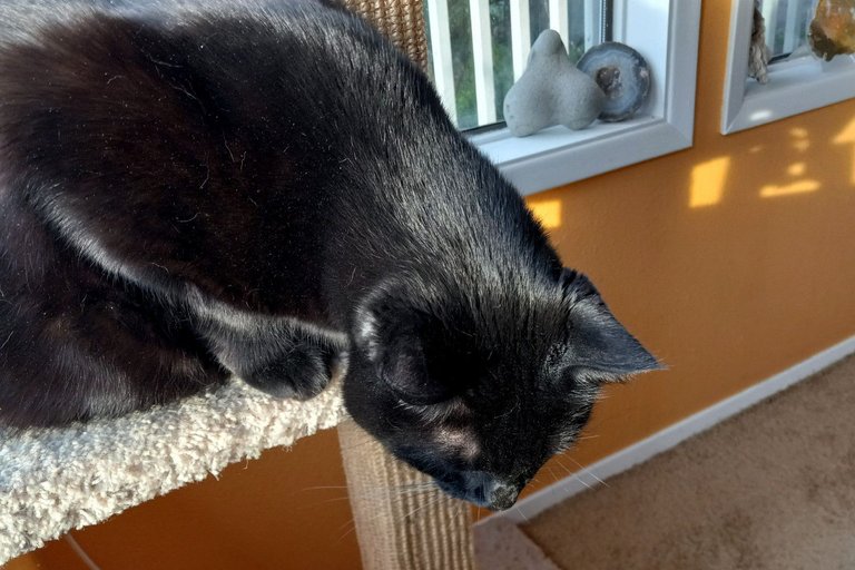 CC0407-SunCat.jpg