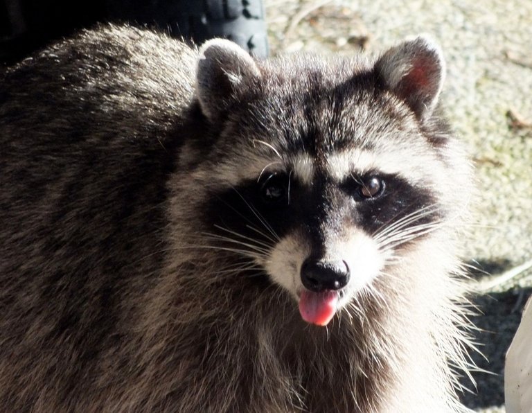 CC0731-Raccoon.jpg