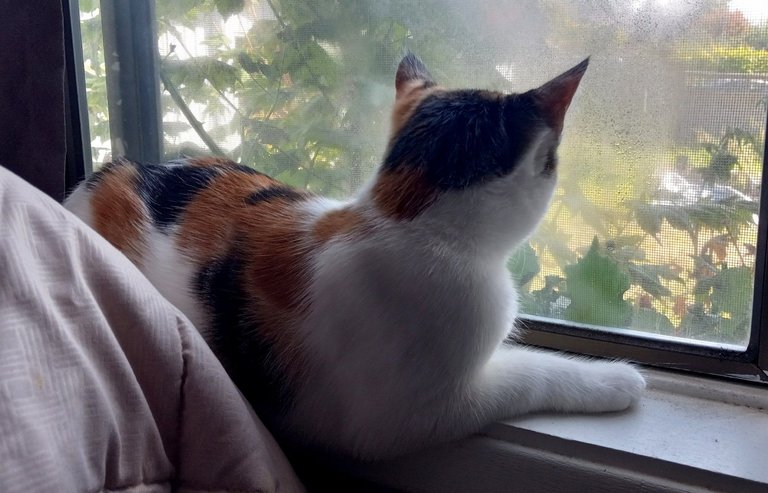CC0660-Lala-window.jpg