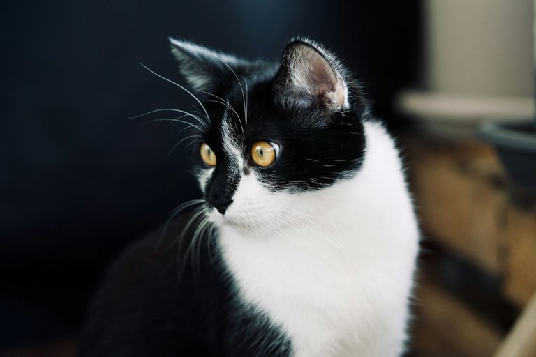 CC0702-TuxedoCat3.jpg