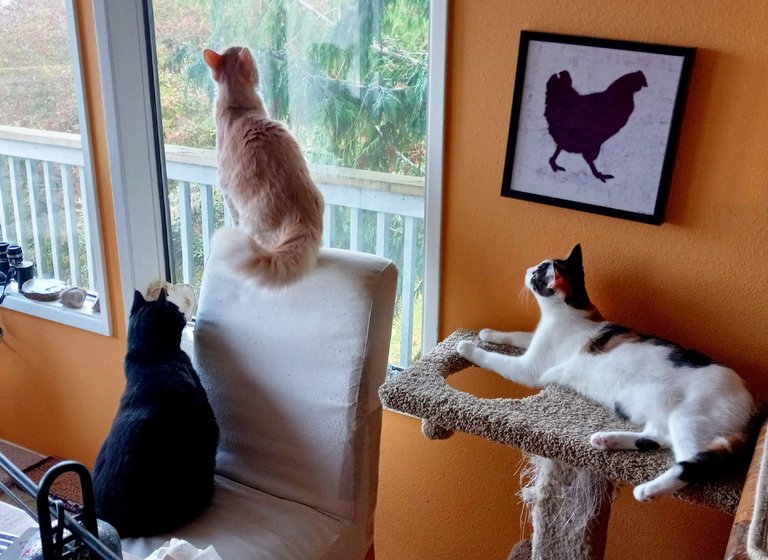 Curator Cat: Windy Caturday Makes for Good "Kitty TV!"