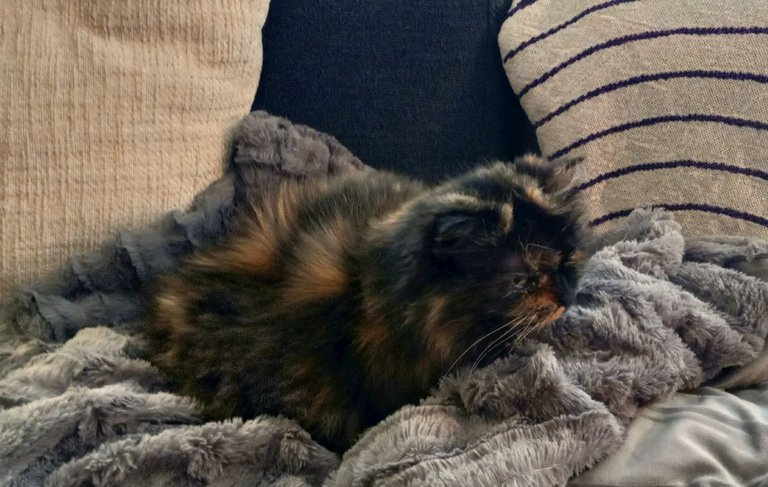 CC0387-Smudge.jpg