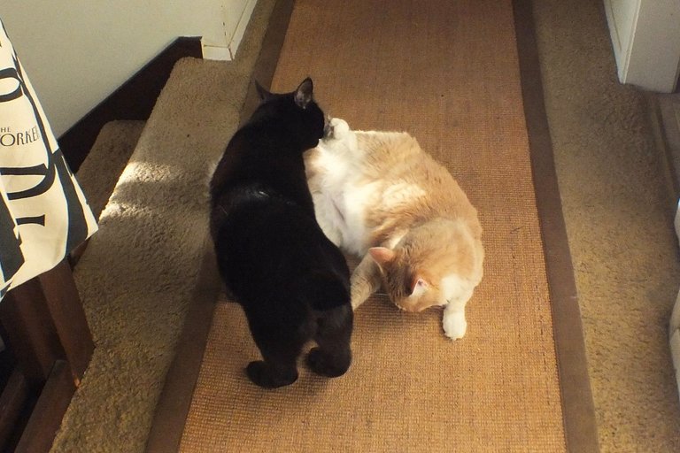 CC0713-YinYang.jpg