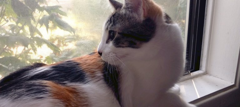 CC0661-LaLa-window.jpg