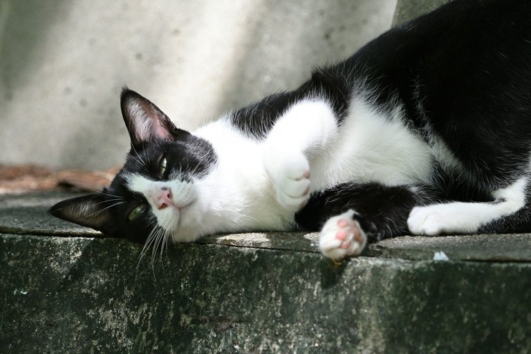 CC0702-TuxedoCat2.jpg