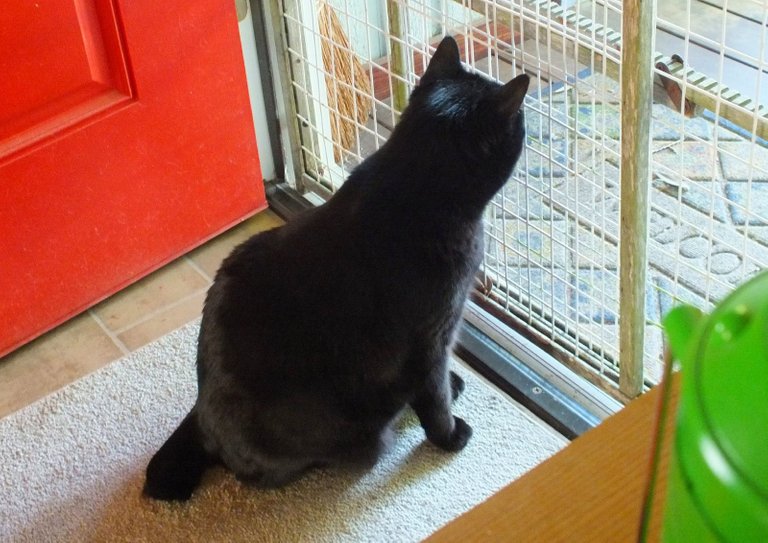 CC0569-ScreenDoor.JPG