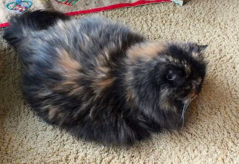 CC0713-Smudge.jpg