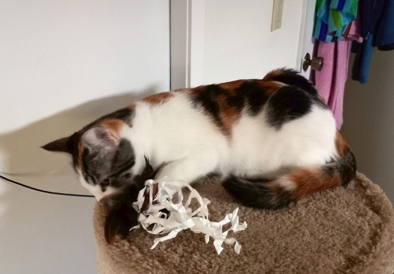 CC0661-Lala-Play.jpg