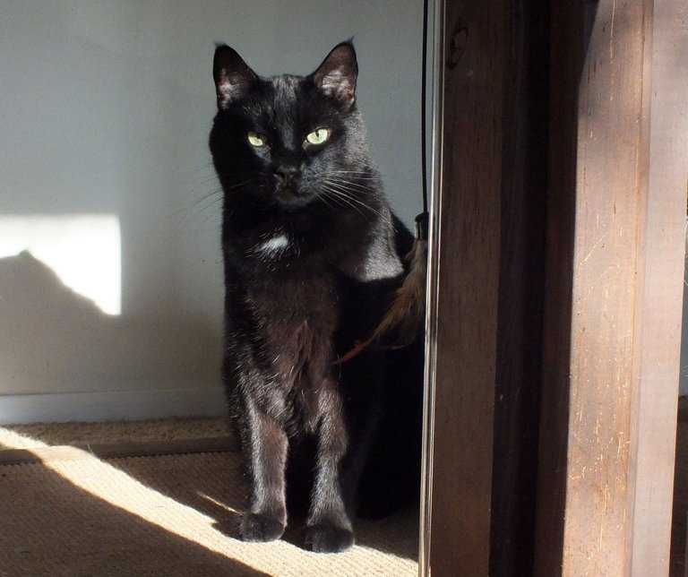 CC0726-Shadow.jpg