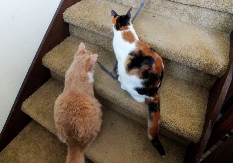 CC0712-StairCats.jpg