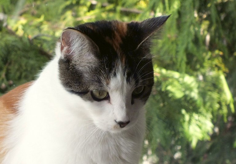 CC0727-Nala.jpg