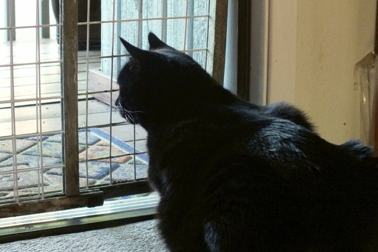 CC0569-LookingOut.JPG