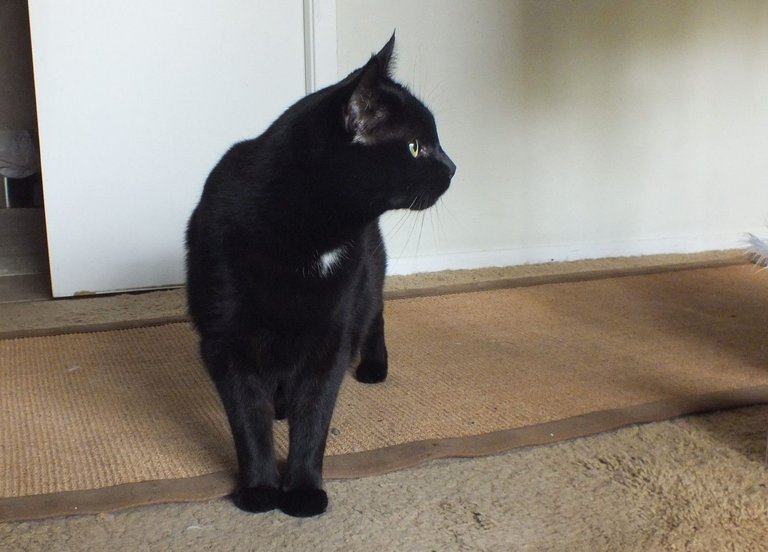CC0720-Shadow.jpg