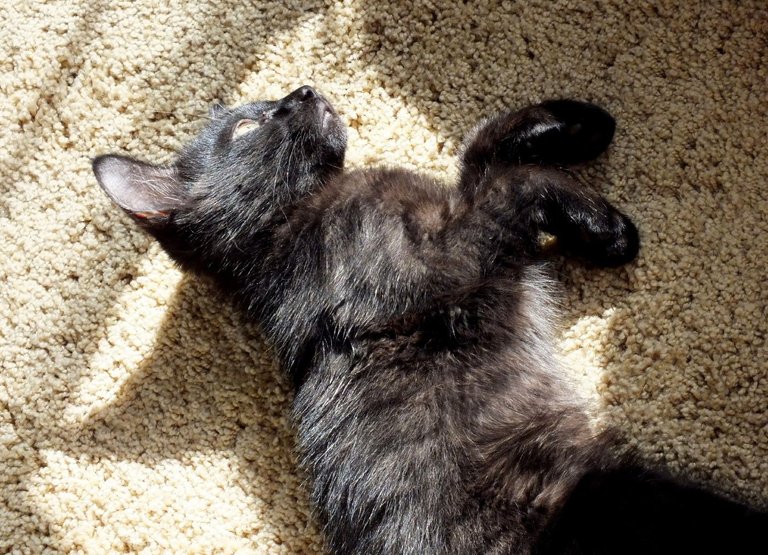 CC0004-SunKitten.jpg