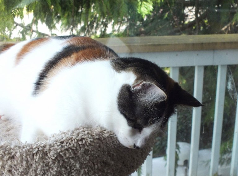CC0723-Nala.jpg