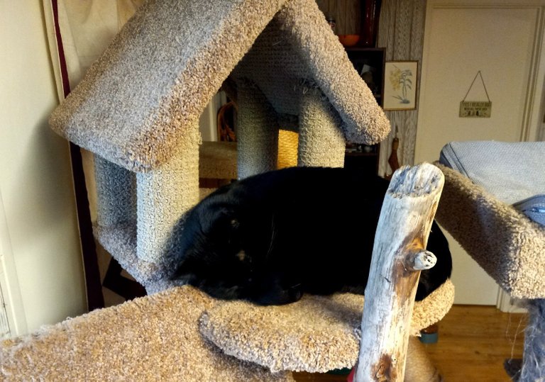 CC0138-CatCondo.jpg