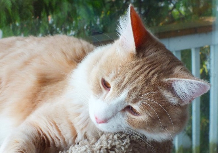 CC0713-SleepyShangri.jpg