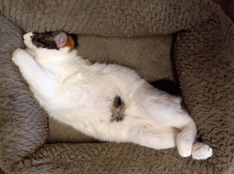 CC0730-Nala.jpg