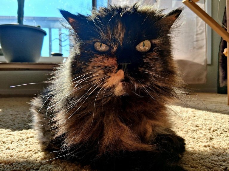 CC0727-Smudge.jpg