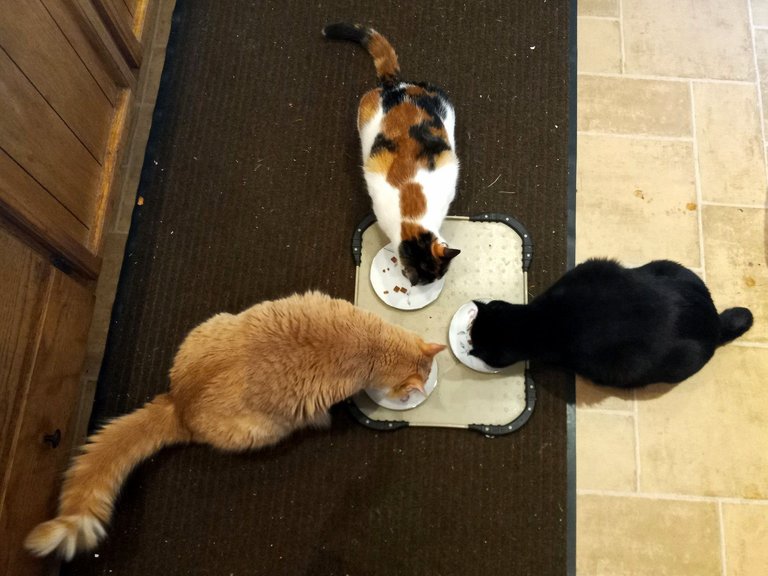CC0744-3Cats.jpg