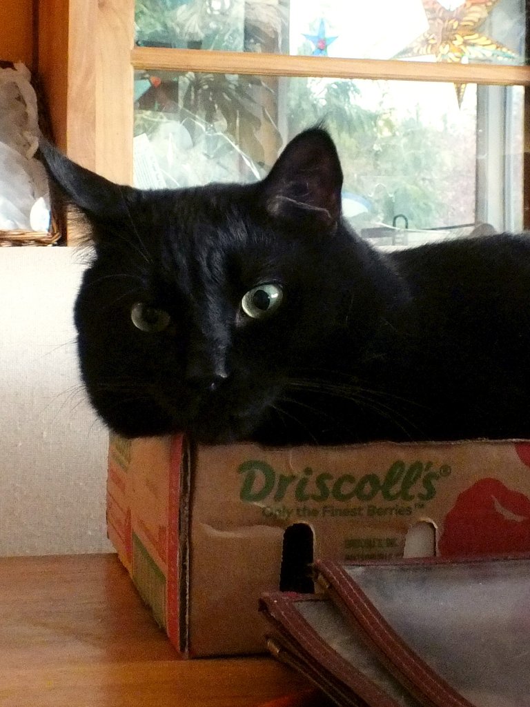 BoxCat