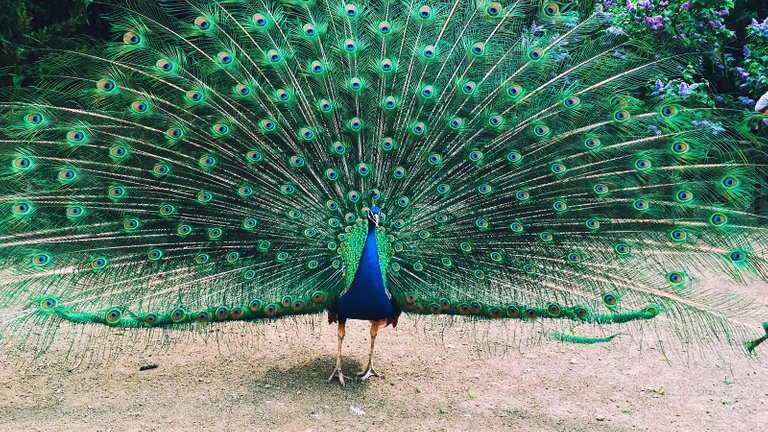 peacock.jpg