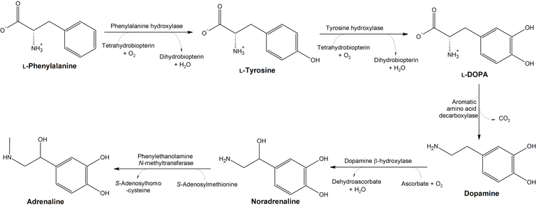 2000px-Conversion_of_phenylalanine_and_tyrosine_to_its_biologically_important_derivatives.png