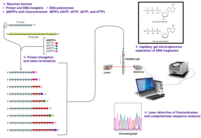 1346px-Sanger-sequencing.svg.png