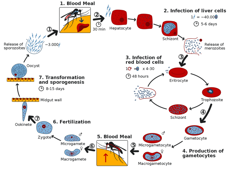 2000px-Life_Cycle_of_the_Malaria_Parasite.svg.png