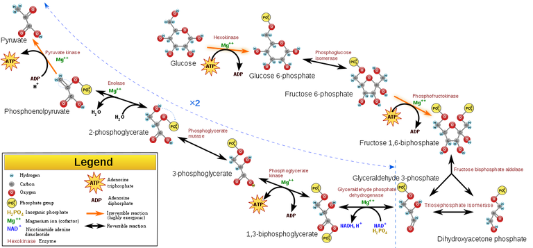 Glycolysis.png