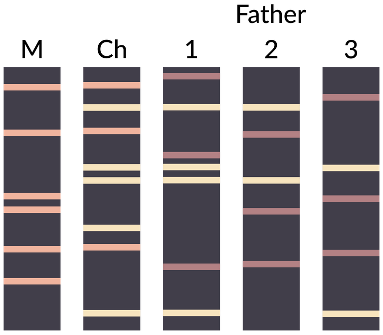 2000px-DNA_paternity_testing_en.svg.png