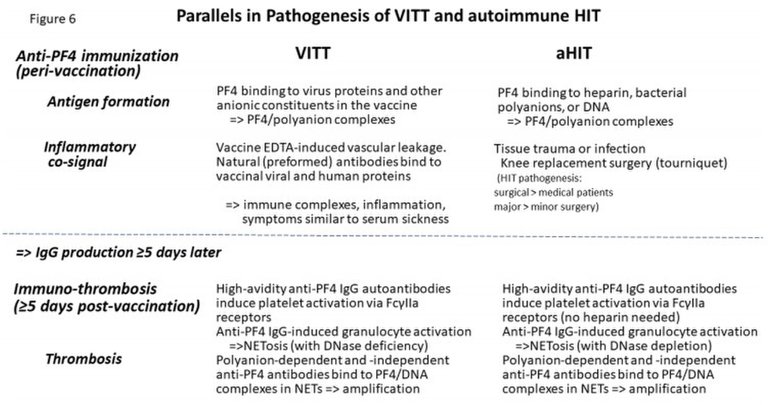 Parallels_in_Pathogenesis_of_VITT_and_autoimmune_HIT.jpg