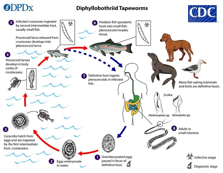 Diphyllobothrid_LifeCycle_19.jpg