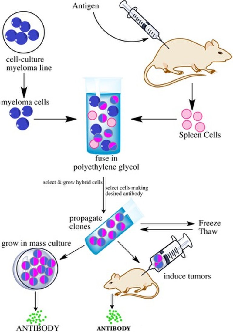 Monoclonal_antibodies_smaller.jpg