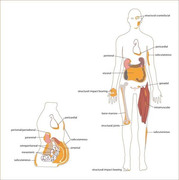 White_adipose_distribution_in_the_body..jpg