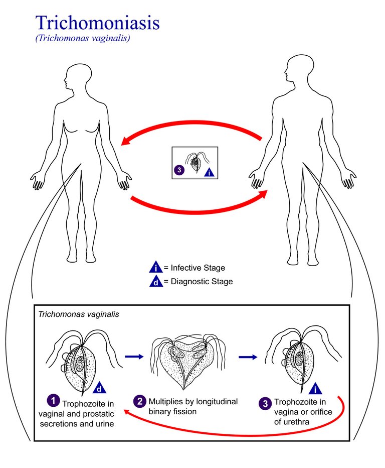 Trichomonas_vaginalis_LifeCycle_CDC.tif.jpg