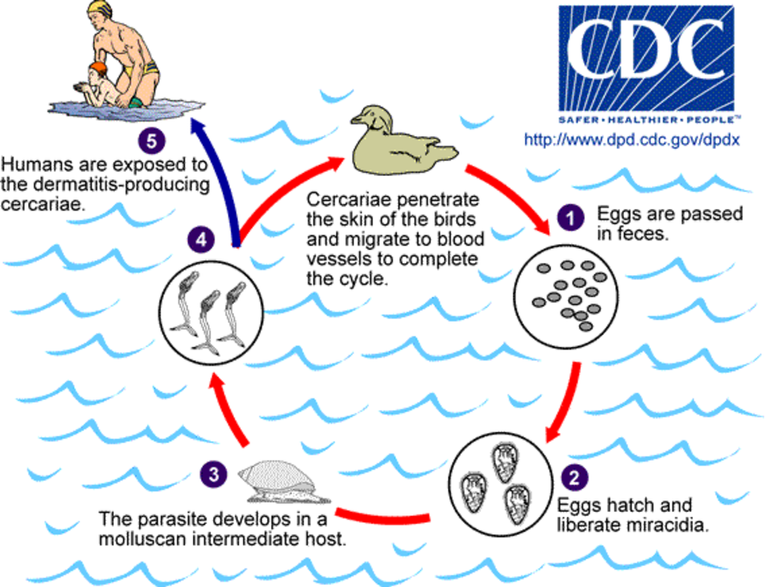 2000px-Cercarial_LifeCycle.png