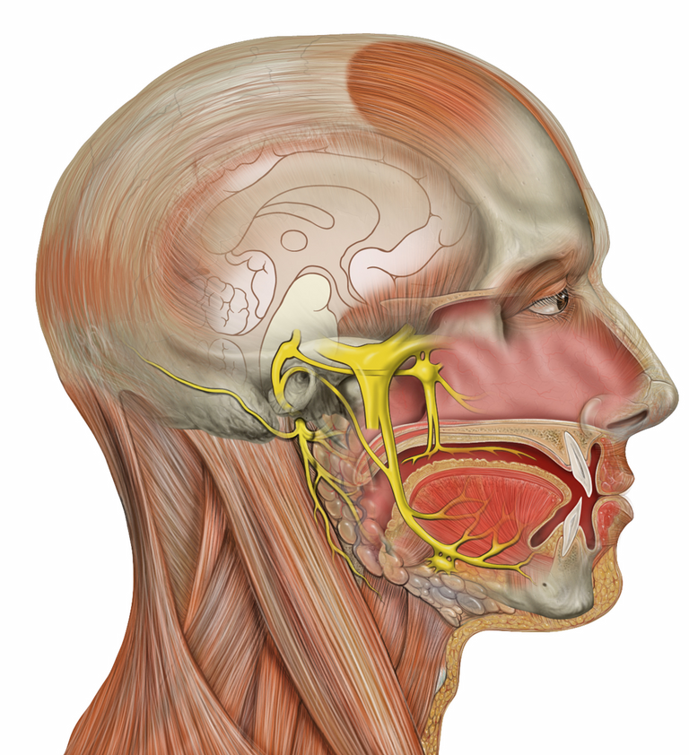 Head_deep_facial_trigeminal.png