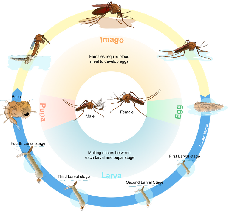 Culex_mosquito_life_cycle_en.svg.png