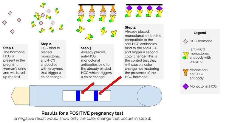 Positive_Pregnancy_Test_Result.jpg