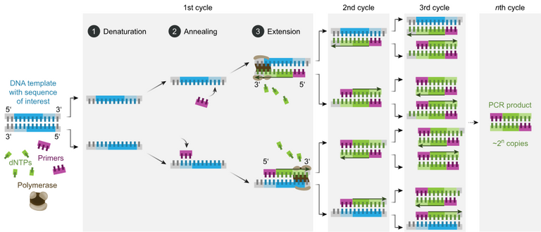 1024px-Polymerase_chain_reaction-en.svg.png