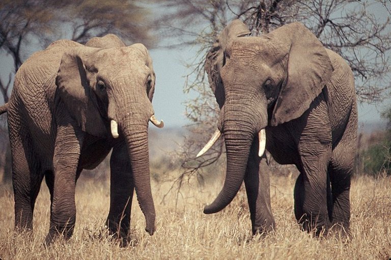 Two_African_elephants_standing_in_grass_-_DPLA_-_9de6726c614c2872d0726a040a64add7.jpg