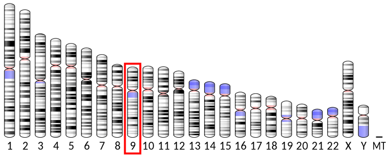 948px-Ideogram_human_chromosome_9.svg.png