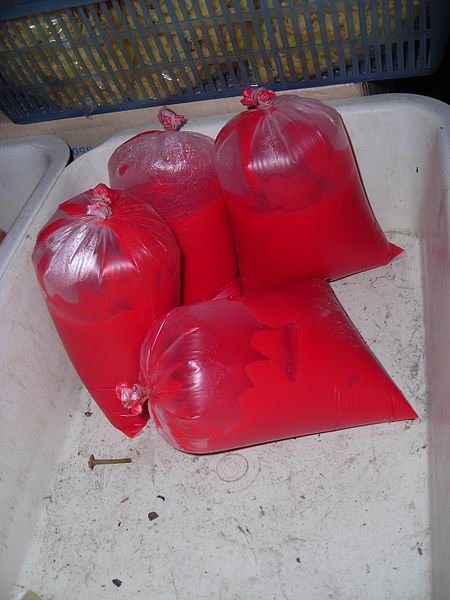Thailand_-_Plastic_bags_with_animal_blood_for_human_nourishment (1).JPG