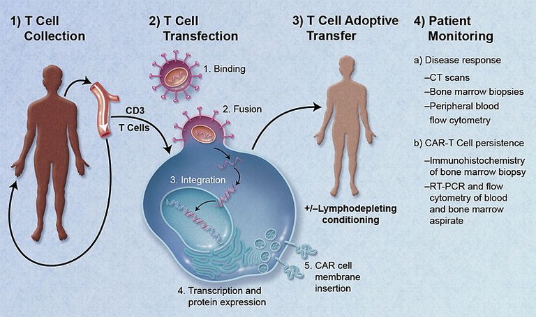 800px-CAR-Engineered_T-Cell_Adoptive_Transfer.jpg